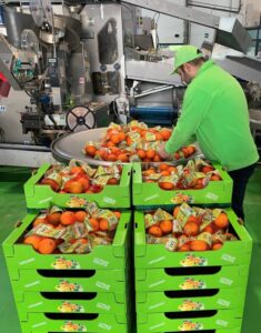 arance siciliane agrumi siciliani