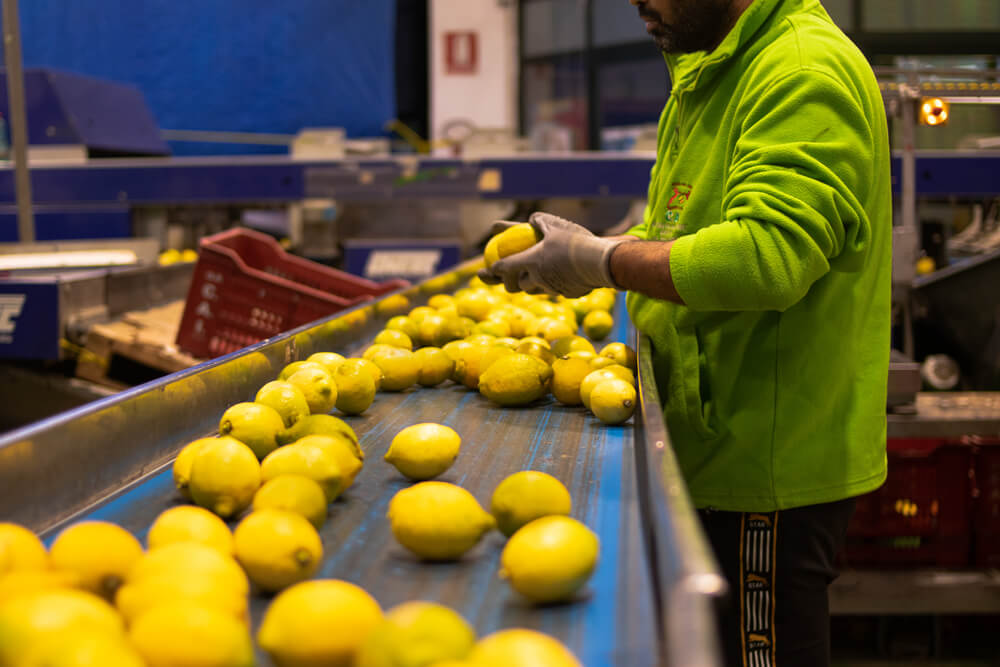 lavorazione limoni