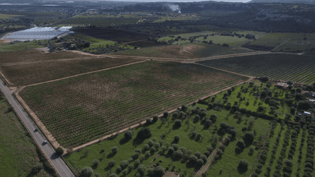 Campagna con vigneti e uliveti