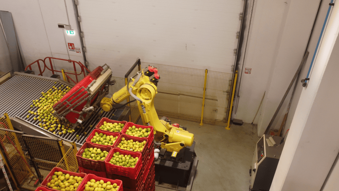 Robot che gestisce arance in magazzino